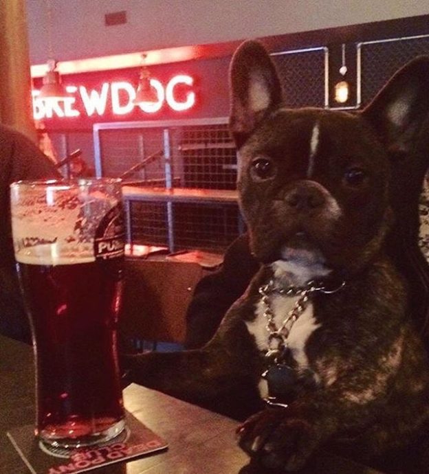 Odin the frenchie enjoying a pint in Brewdog Stirling – pic @annekamccarthy⠀