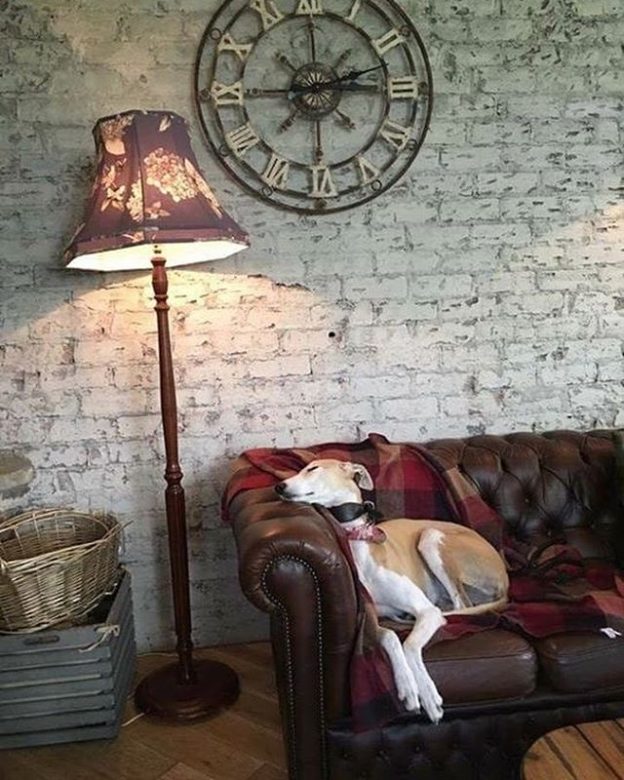 Stevie the Dug having a snooze in The Strathmore, Glasgow – pic from Dylan E. Barkus