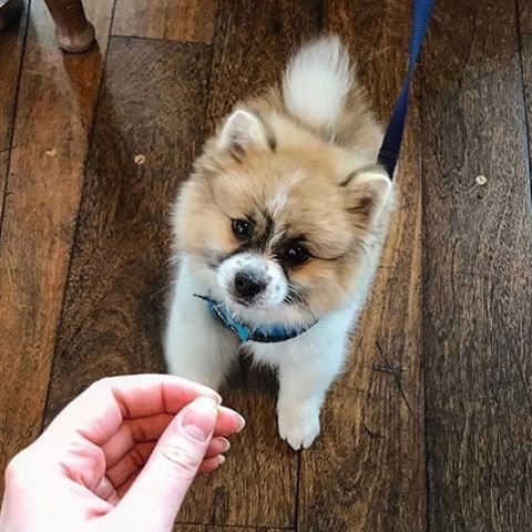 A wee wee Dug at Akva in Edinburgh – pic @akvaedinburgh⠀