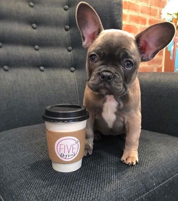Coffee anyone? Check out Five Degrees Cafe in Edinburgh. Dugs Welcome! – pic @fivedegreescafe