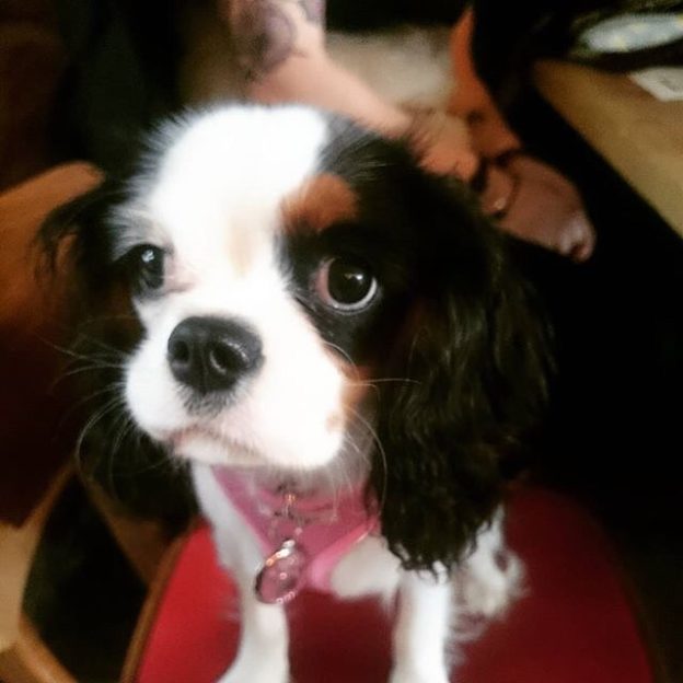 Cutie 6 month old Lilly in Scotch and Rye, Inverness – pic @scotchandrye