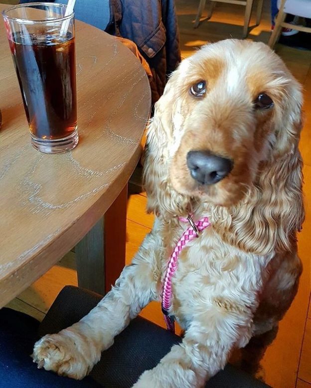 Daisy Dug at Harry Ramsden’s @ The Three Bridges, South Queensferry ❤ – pic from Lynn Wishart