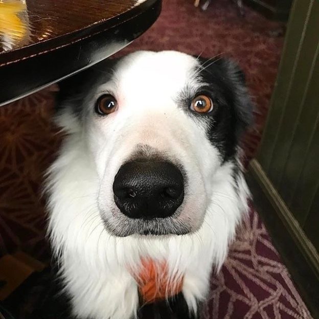 Eddie hiding in the Ship Inn, North Berwick – pic @eddie_thebordercollie⠀