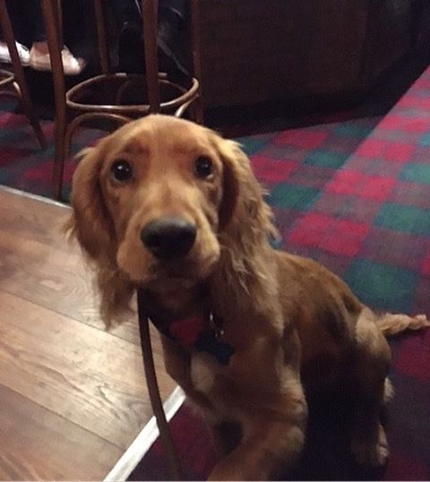 Here’s Cooper dug at the Hillend Tavern, nr Dalgety Bay – pic Sarah Cameron