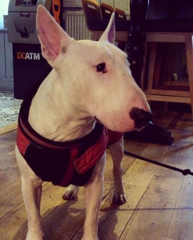 Here’s Milo in the Bobbin Bar, Aberdeen – pic @bobbinbar