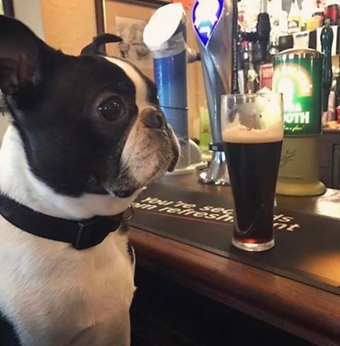 Here’s Milton Dug watching the fitba’ in Garvies, Kincardine -pic from Lisa Mcwatt