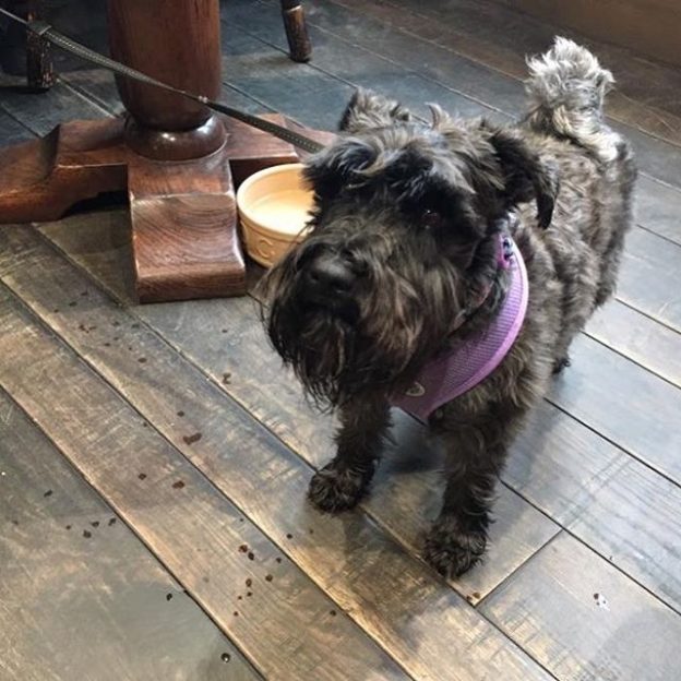 Here’s Molly enjoying her first visit to Hams Hame in St Andrews – pic Nicola Watson