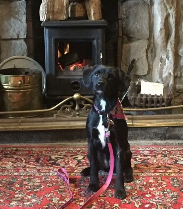 Indie enjoying a wee visit to The Drake in Glasgow – pic Alison Gold