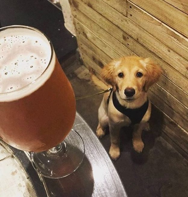 “Out for drinks for my mums birthday at St Andrews Brewing co.” – pic @levithescottishgolden