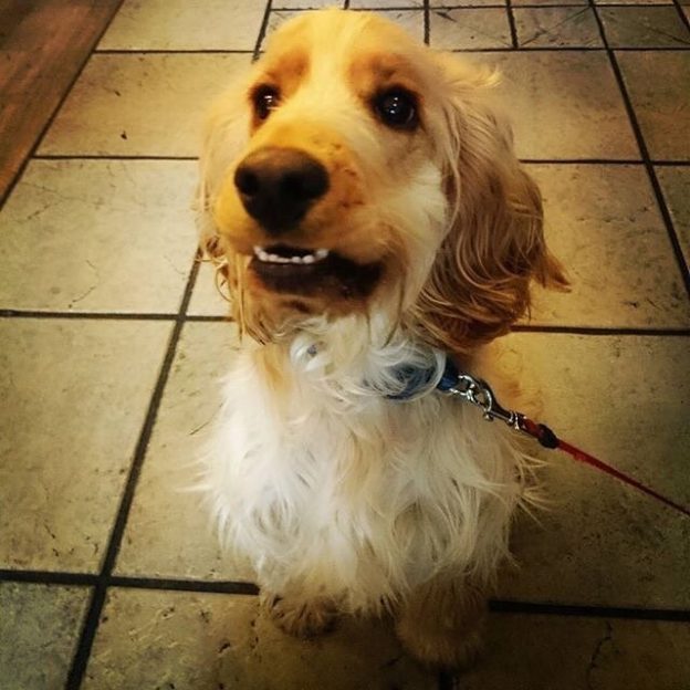 Rogie lovin’ Scotch and Rye, Inverness – pic @scotchandrye