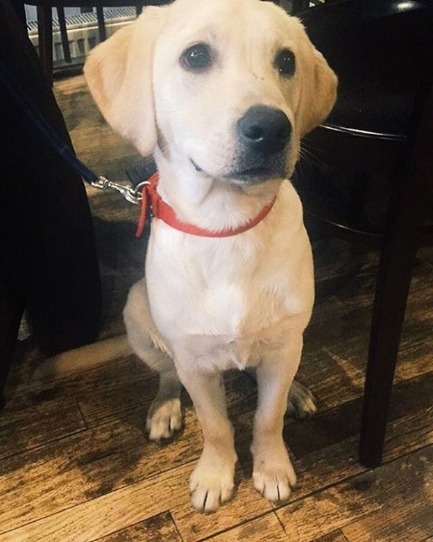Rufus dug in Mayfly, Dundee – pic @mayflydundee⠀