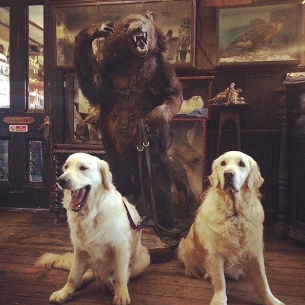 Skye & Oscar about to be walked by a bear. Only at The Drovers Inn, Inverarnan! – pic @goldenbrothers15⠀