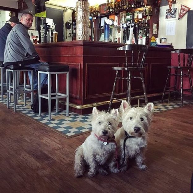“Skye and Coll taking a well earned break in the Newcastle Arms, Coldstream after a morning walk around Hirsel Estate” – pic Elaine Reid