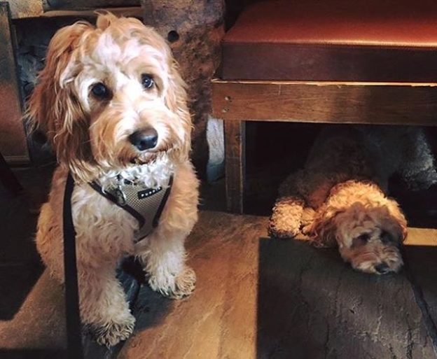 Ted and Chloe at the Joiner’s Arms near Alnwick – pic from Elaine Drake