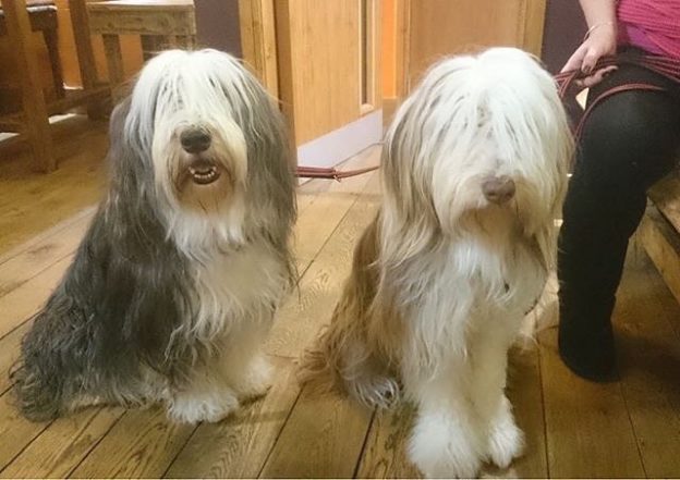Twa Dugs at the Black Isle Bar, Inverness – pic @blackislebar
