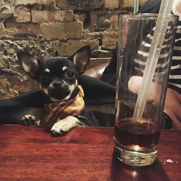 Wee Hallie Pinot in The Other Place, Edinburgh – pic @halliepinot⠀