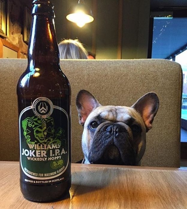 Xavier the dug at The Kelbourne Saint in Glasgow – pic @xavthefrenchie⠀