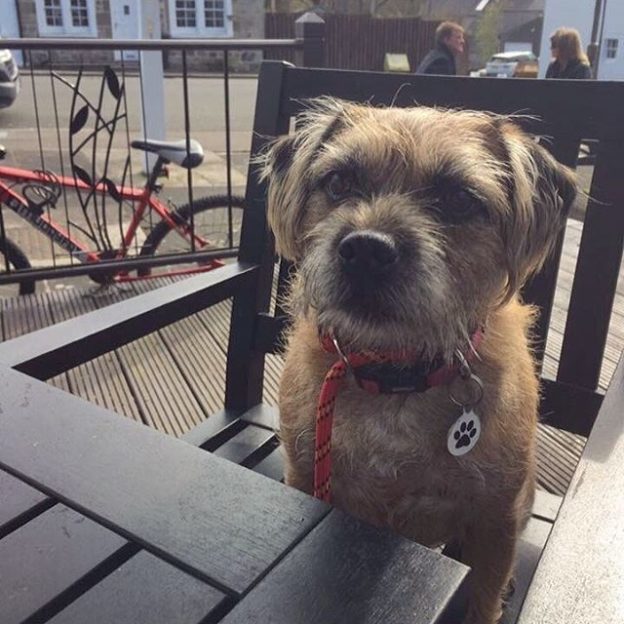 Here’s Misty Moo at the Livingston Inn – pic Mark Robertson