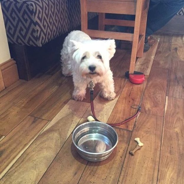 Wee Kirsty dug at The Shore at Carronshore for her birthday dinner – pic from Morag Carson
