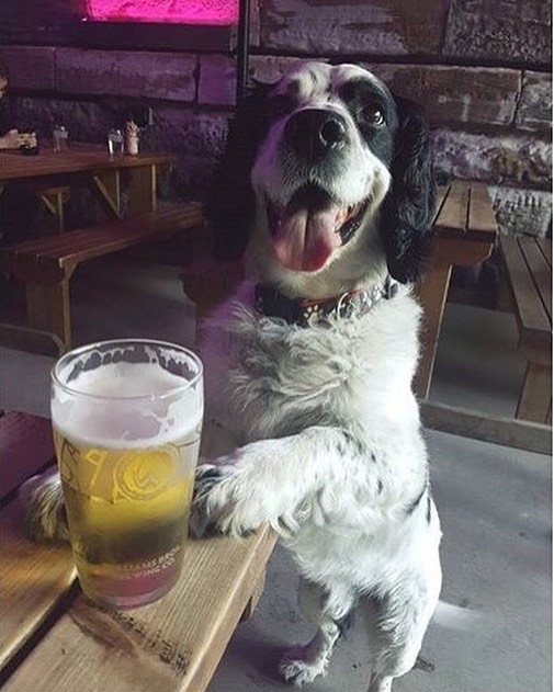 Charlie enjoying a pint at Inn deep bar, Glasgow – pic @charliethedog159⠀
⠀