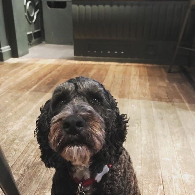 Here’s Hettie the Cockapoo In 6 Degrees North, Edinburgh – pic @hettiehettster⠀