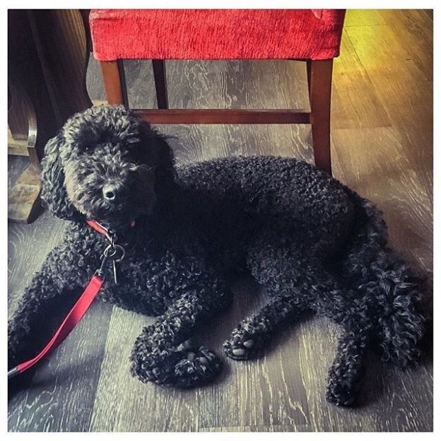 Here’s Howie hanging out at The Inn at Loch Tummel – pic @howiethelabradoodle