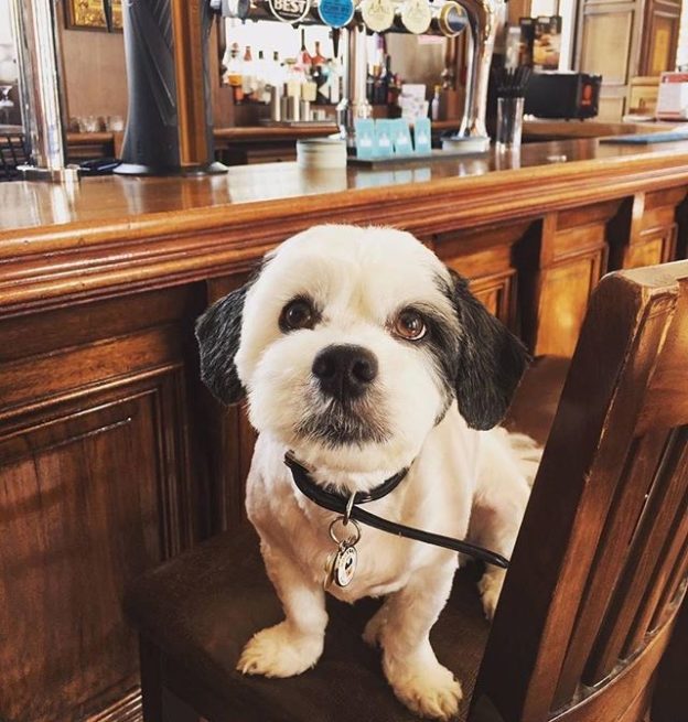 Here’s Ozzy at The Granary Shawlands – pic @thegranaryshawlands
