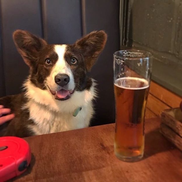 Here’s Skye the Cardigan Welsh Corgi in BrewDog, Edinburgh – pic @skyethecardicorgi⠀