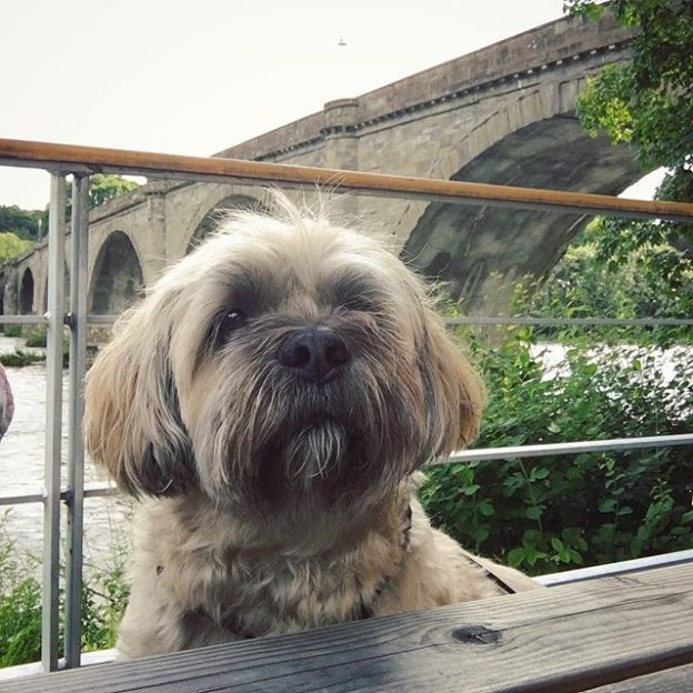 Here’s wee Bailie Dug at The Atholl Arms, Dunkeld.