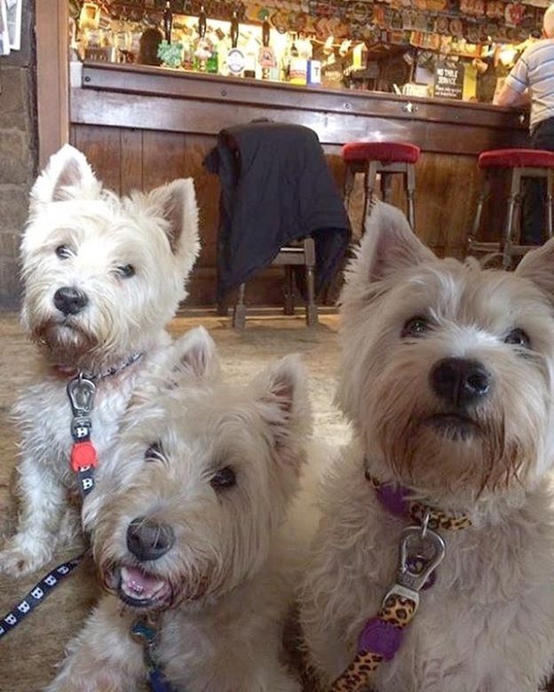 The Munro Westie Crew at The Brown Bull, Lochwinnoch – pic from Mark Munro