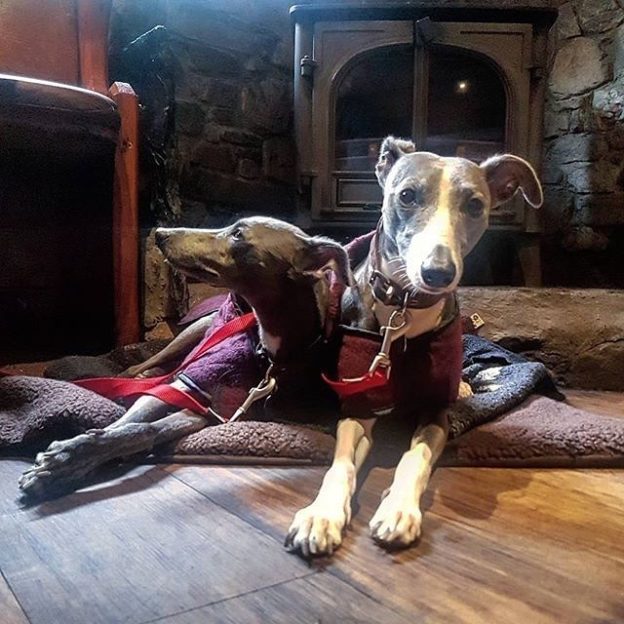 A moment of respite from the wind and rain. Pepper and Lulu at the Clachaig Inn’s boot bar – pic @andrewdmcd⠀
