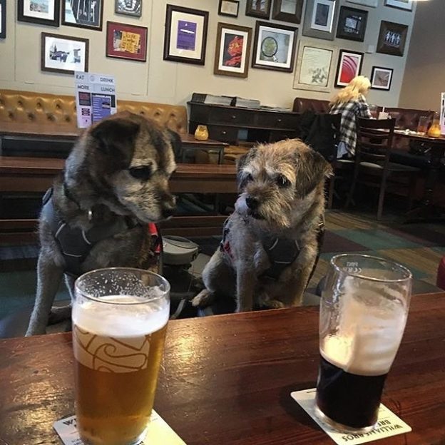 Angus, I think it’s your round! – pic @daveandhisdog⠀