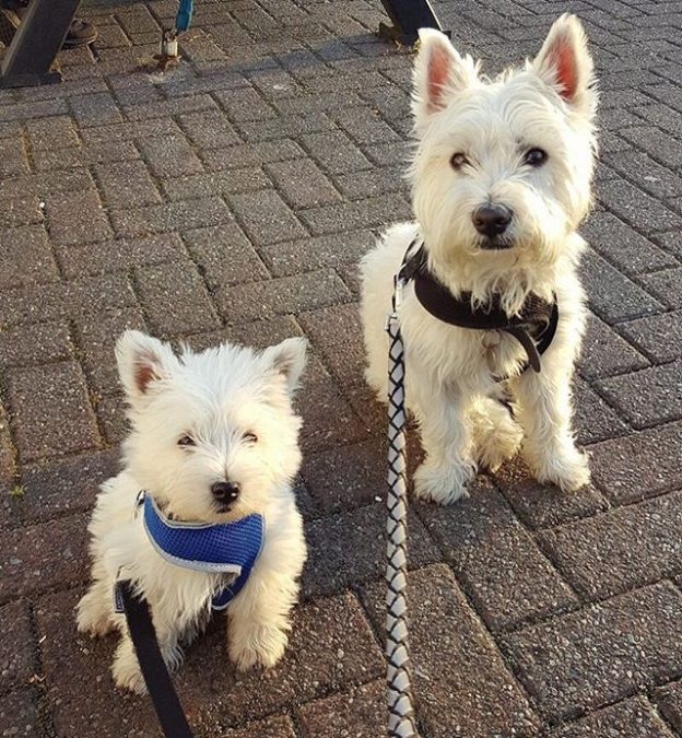Charlie taking his wee brother Ringo to the pub for first time (at ￼Cross Stobs Inn, Glasgow) – Karen Ingram