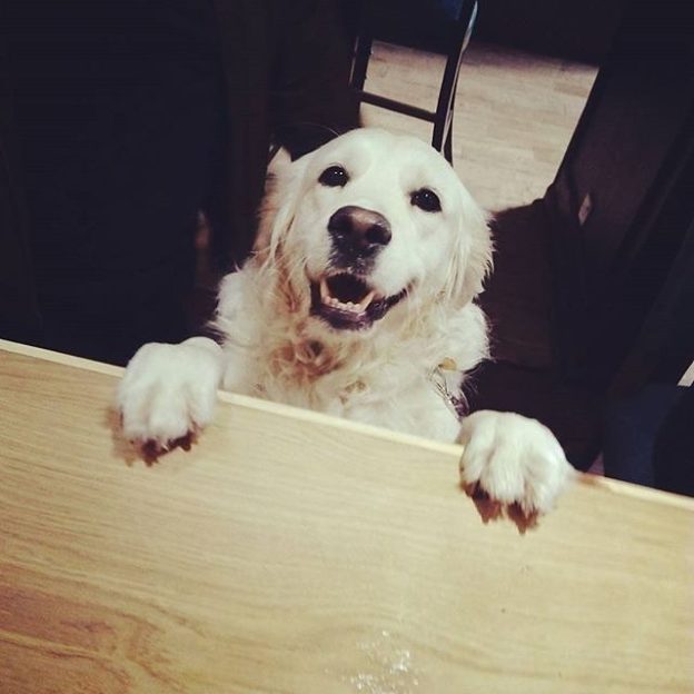 Happy Miss Ellie waiting to be served in The Boston & Hawthorne, Stockbridge – pic @boston_hawthorne⠀