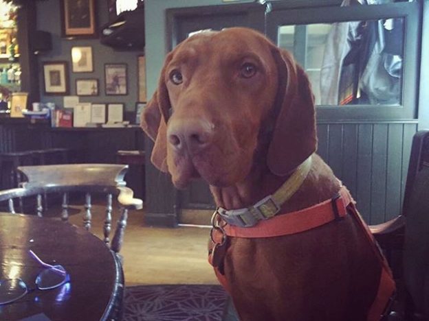 Harry waiting for his lunch at The Ship Inn, North Berwick – pic Allison Mir