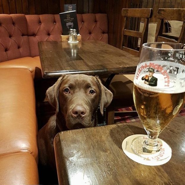 Here’s Harvey Dug at The Crown Inn Biggar – pic Cheryl Brown