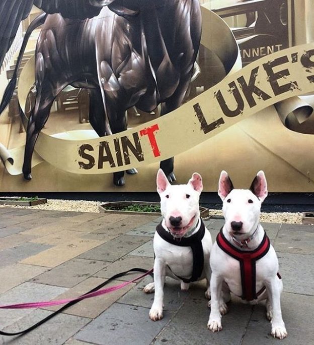 Here’s Kasper and Luna at St Luke’s in Glasgow – pic @emilycdevine