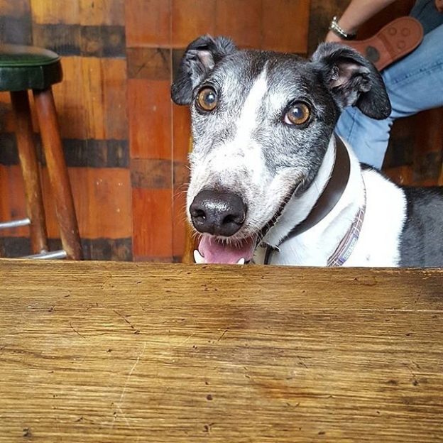 Here’s Nico in The Copper Dog Pub in Craigellachie – pic @tsar_nico⠀