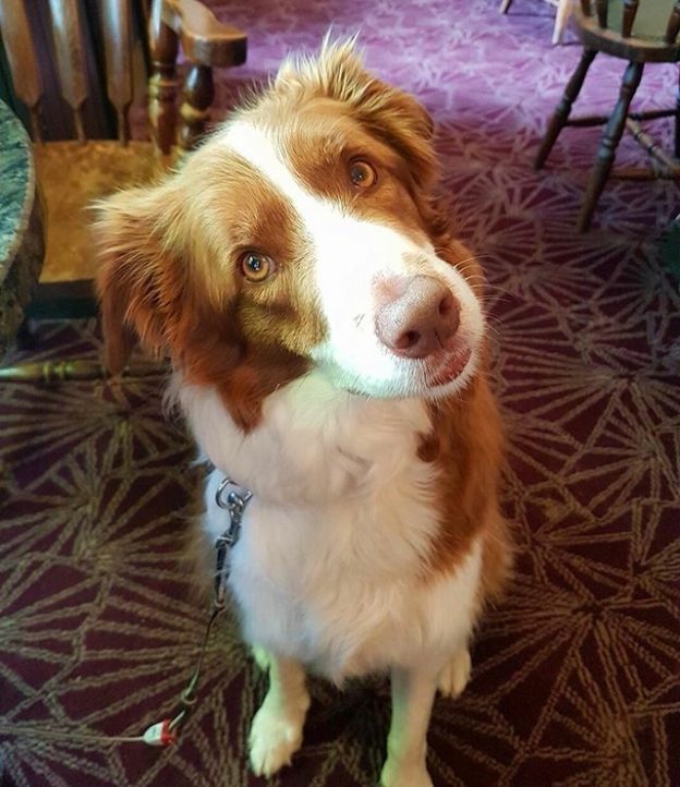 Ruby’s first visit to the Ship Inn, North Berwick – pic Sandra Gee
