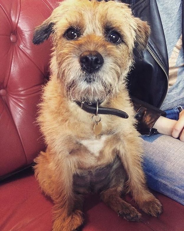 Rudy chilling in The Dreadnought Leith – pic @gilliana83⠀