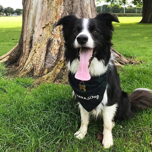 Here’s @charlie.border.collie out n’ about. Cool bandana!