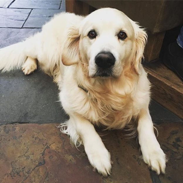 Here’s Ollie chilling in @indigoyardedinburgh