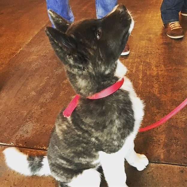 Here’s wee Duke in @brewdogaberdeen⠀