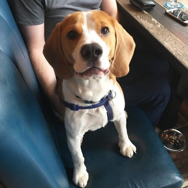 Here’s young Baxter Dug in BrewDog Glasgow – pic @brewdogglasgow⠀