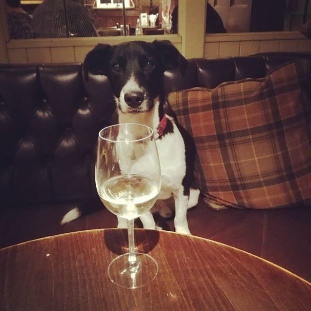 Make mine a large one. Oscar at the Red Deer, Cumbernauld – pic @ailz1985⠀