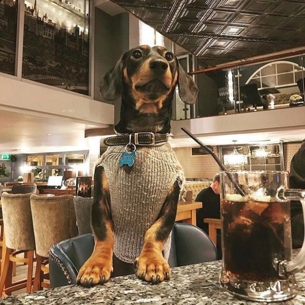 “Brewhemia isn’t just for humans! We love our doggy visitors too. Here’s Otto enjoying some refreshment in our Tap Room” – pic @brewhemiaedin⠀