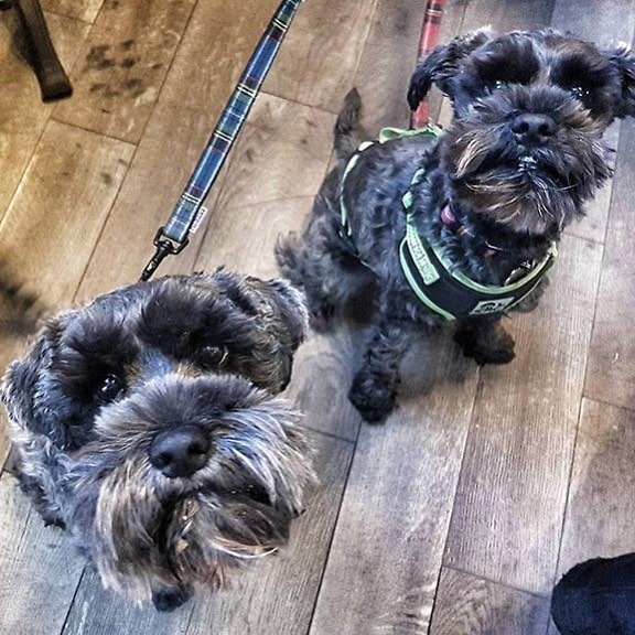 Double trouble! Meet Colin and Rupert the two Miniature Schnauzer brothers at The Craftsman, Aberdeen – pic @thecraftsmanaberdeen⠀