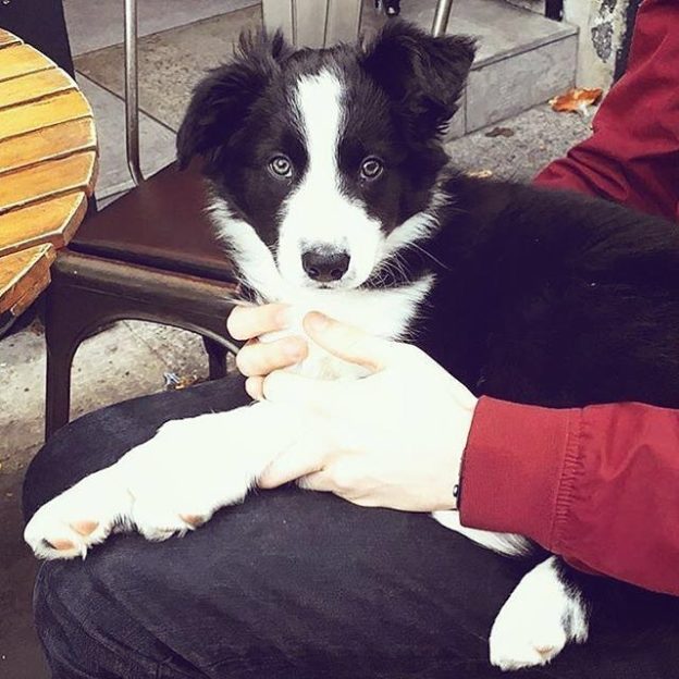 Here’s Cassie the Collie relaxing at Montpeliers – pic @montpeliersedinburgh⠀