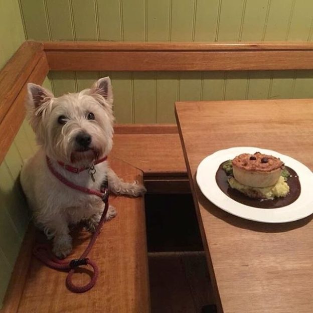 Is this for me? Wee Skye in Berwick Brown Bear – pic from Elaine Reid