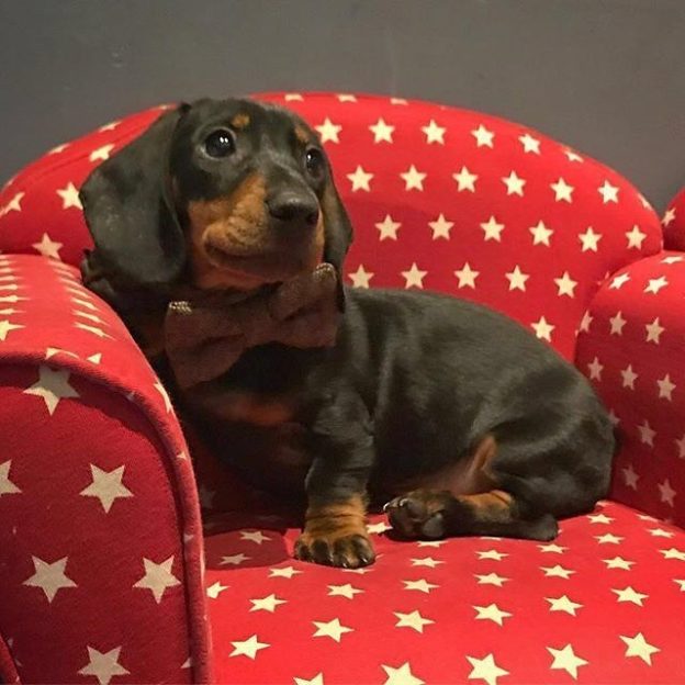 Finally a couch I can have all to myself. At the Scran and Scallie, Edinburgh – pic @square.sausage⠀
